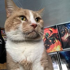 Meet your Posher, Sean